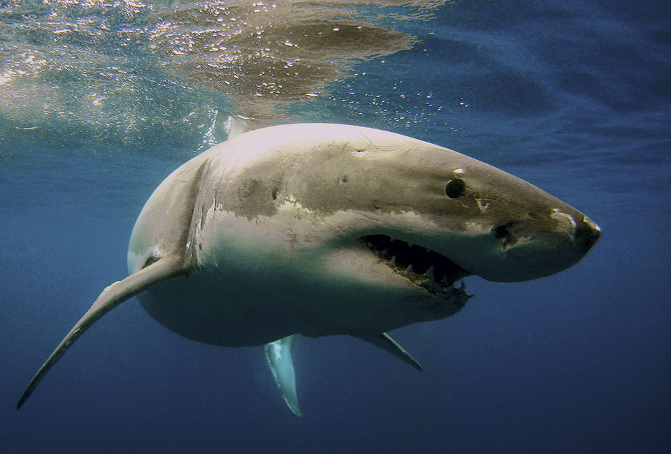 Remains of missing Argentine man found in shark
