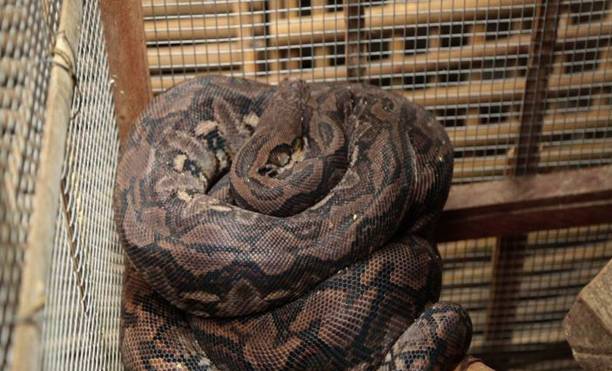 Indonesian man found dead inside giant python | GMA News Online