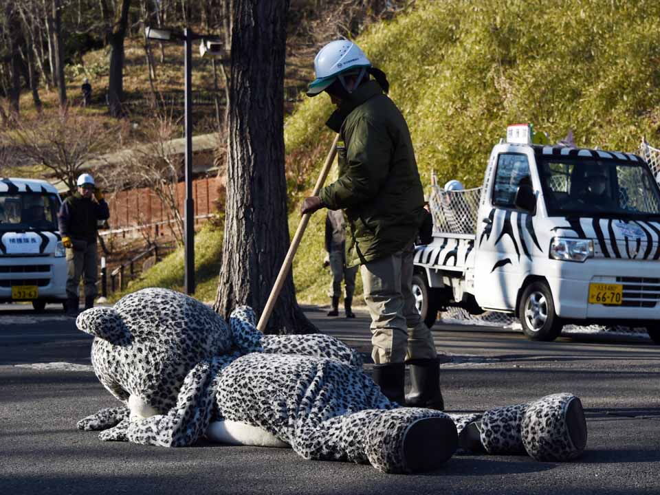 Tokyo zoo stages fake snow leopard ‘escape’ | GMA News Online