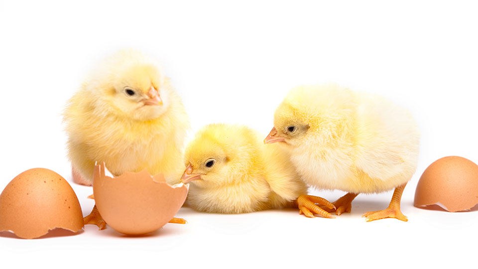 PH lifts import ban on Australian poultry