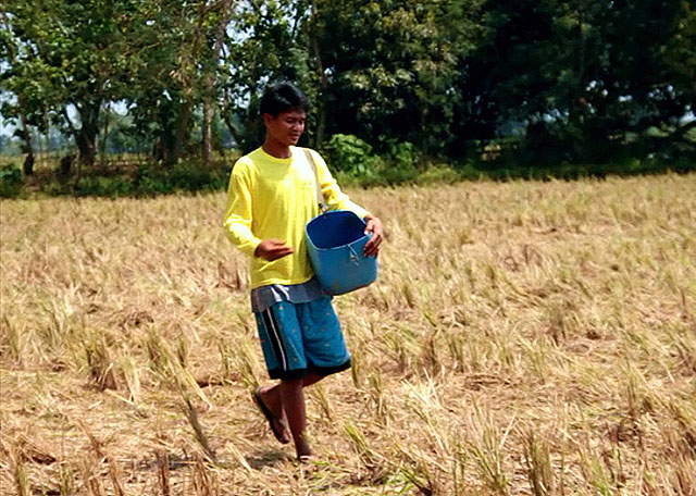 Agri chief orders FTI to buy sili, munggo beans from local farmers