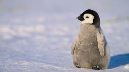 Antarctic talks fail to better protect emperor penguins