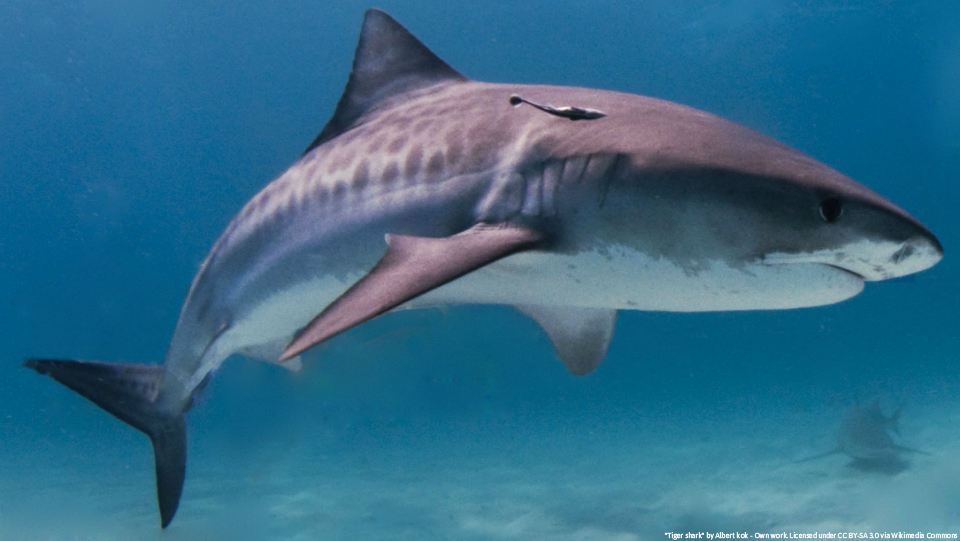 Rash of shark attacks reported in New York over July 4 weekend
