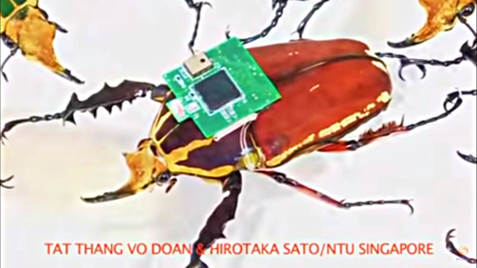 Real-life cyborg beetles to the rescue in disaster zones │ GMA News Online