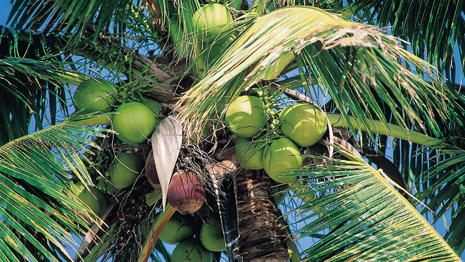 дерево кокос - cocos nucifera. ротанговая пальма. кокос высота. что такое пальма кратко. пальмы пириуао.