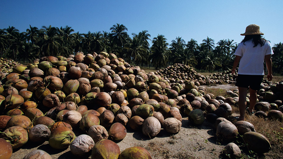 Cocolife proposes compromise deal in coco levy fund case | GMA News Online