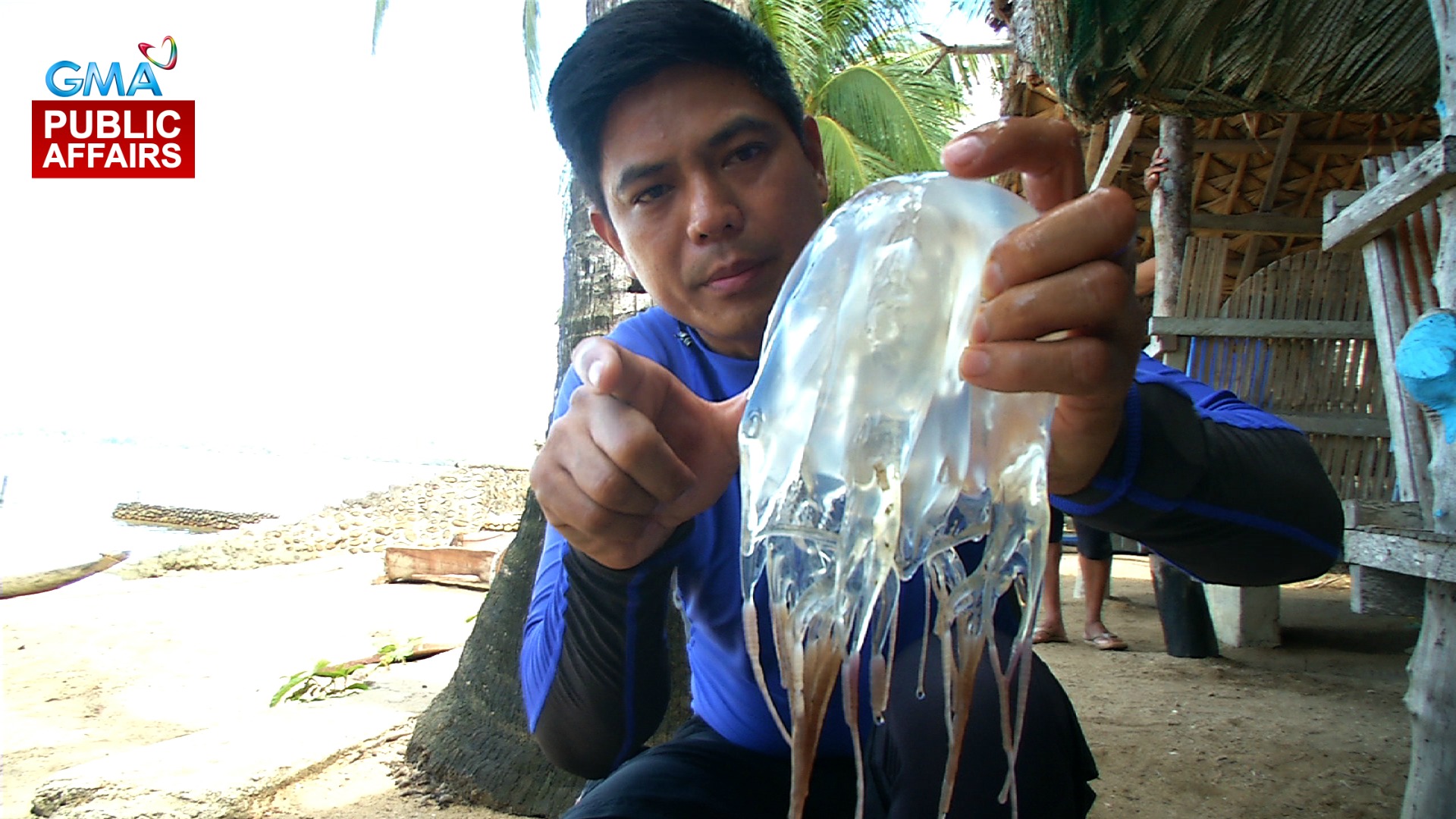 Deadly box jellyfish, mangrove reptiles on 'Born to be Wild' GMA News