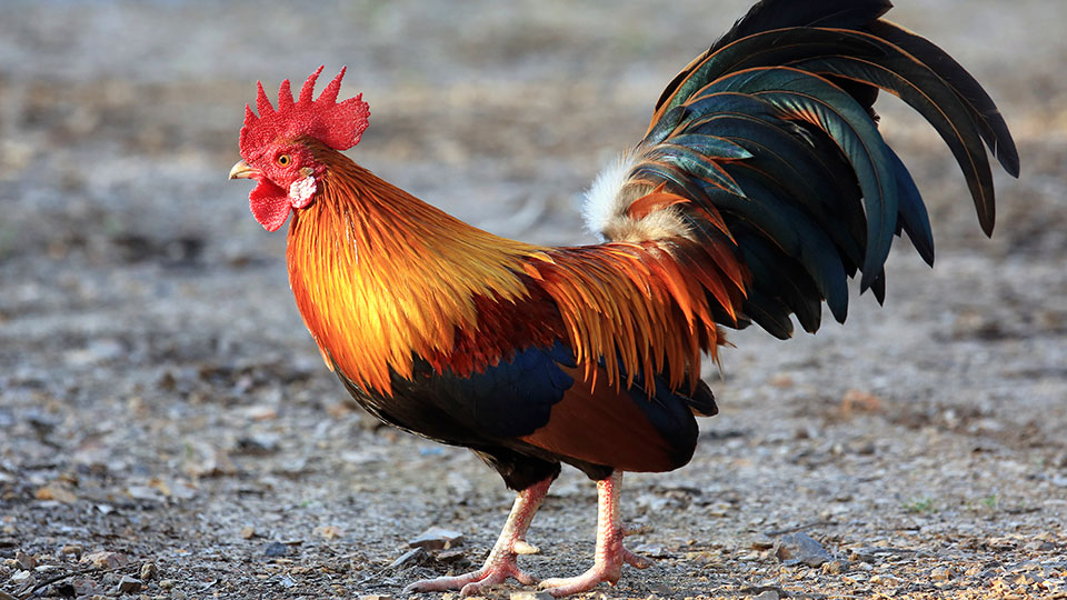 Indian rooster kills owner with cockfight blade | GMA News Online