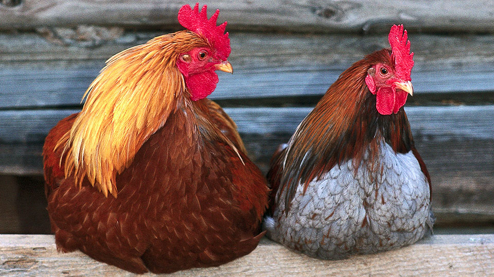 Philippine Chicken Breeds 4292