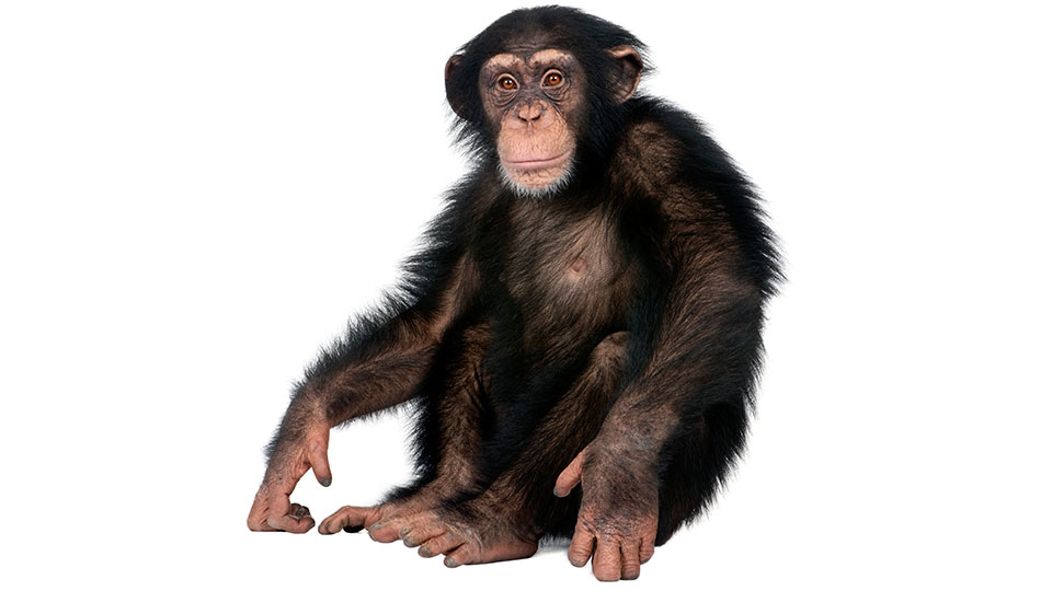 monkey vs chimpanzee