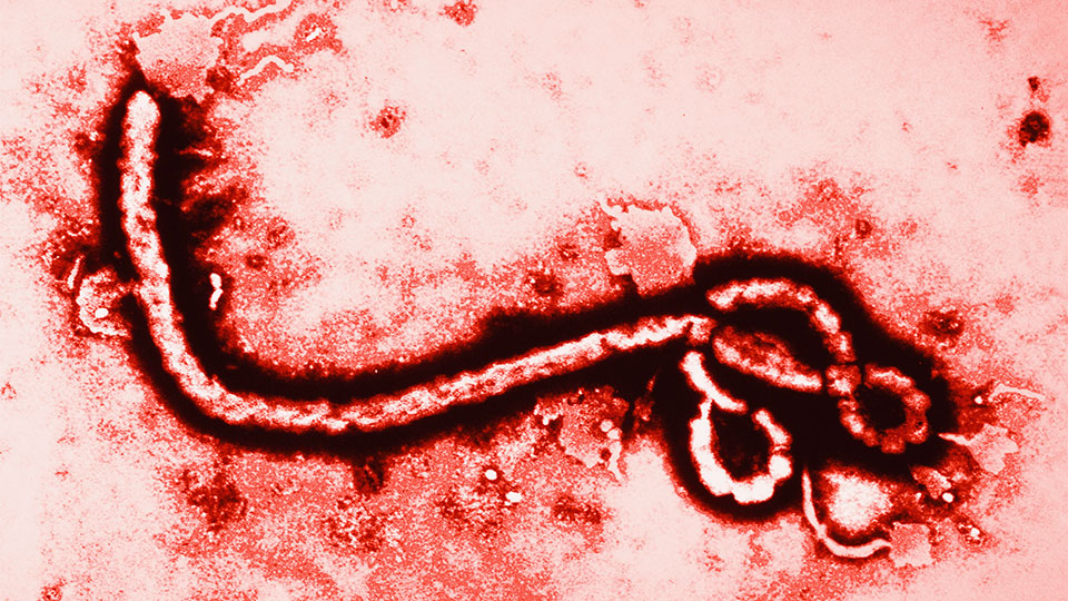 Kematian Ebola di Uganda naik menjadi empat GMA News Online