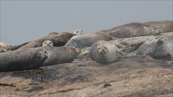 Charming seals and endangered Cantor turtles on 'Born to be Wild' | GMA ...