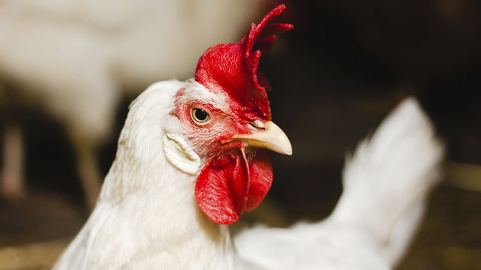 The Philippine government is banning the importation of poultry and poultry by-products from the State of Minnesota in the US due to the outbreak of b