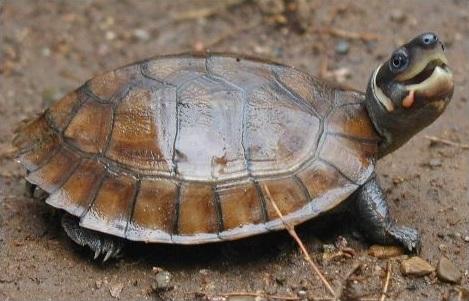 Chinese smuggling endangers rare turtles found only in Palawan ...