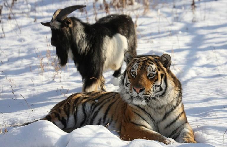 Sent in as food, goat becomes best friends with tiger in Russian zoo