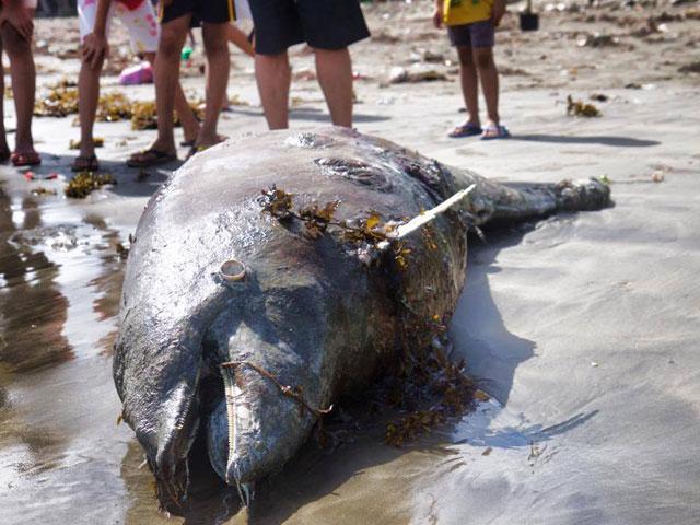 Dead Dolphin Washed Ashore In Camarines Norte 