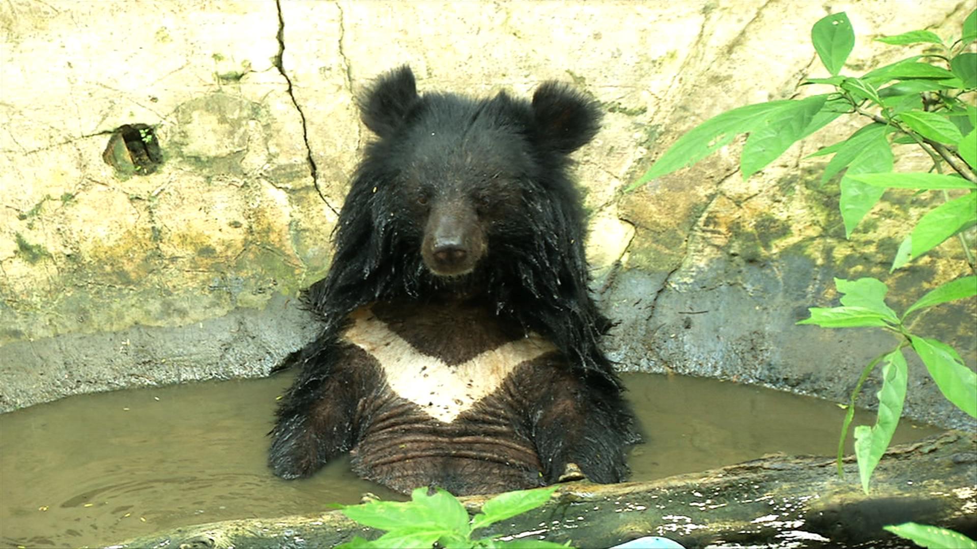 Moon Bears And Wildlife Rescue Hotline On Born To Be Wild Gma News Online 