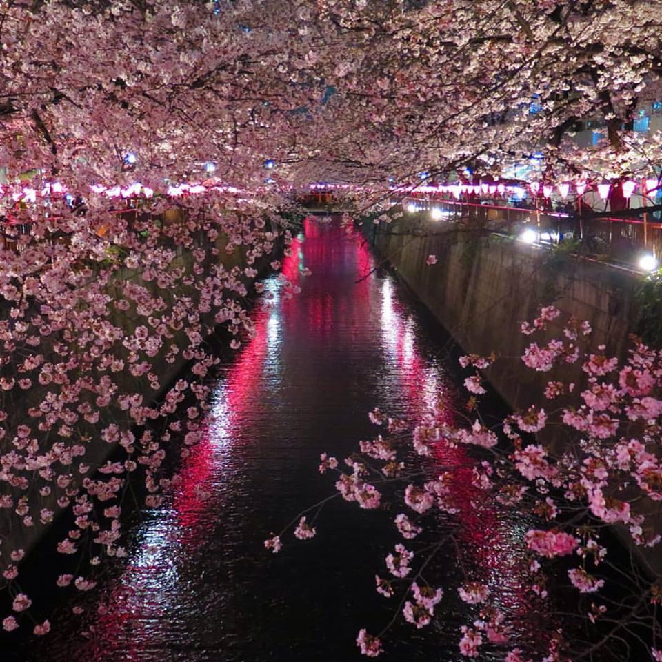 Japans Cherry Blossom Viewing Parties Wither Away Due To Covid 19
