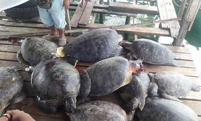 8 suspected sea turtle poachers arrested in Tawi-Tawi | GMA News Online