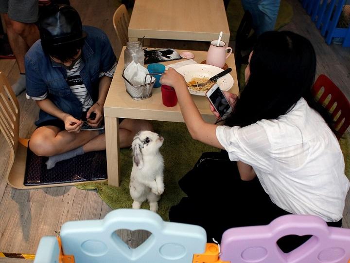 Bunnies and brew Hong Kong’s first rabbit cafe opens GMA News Online