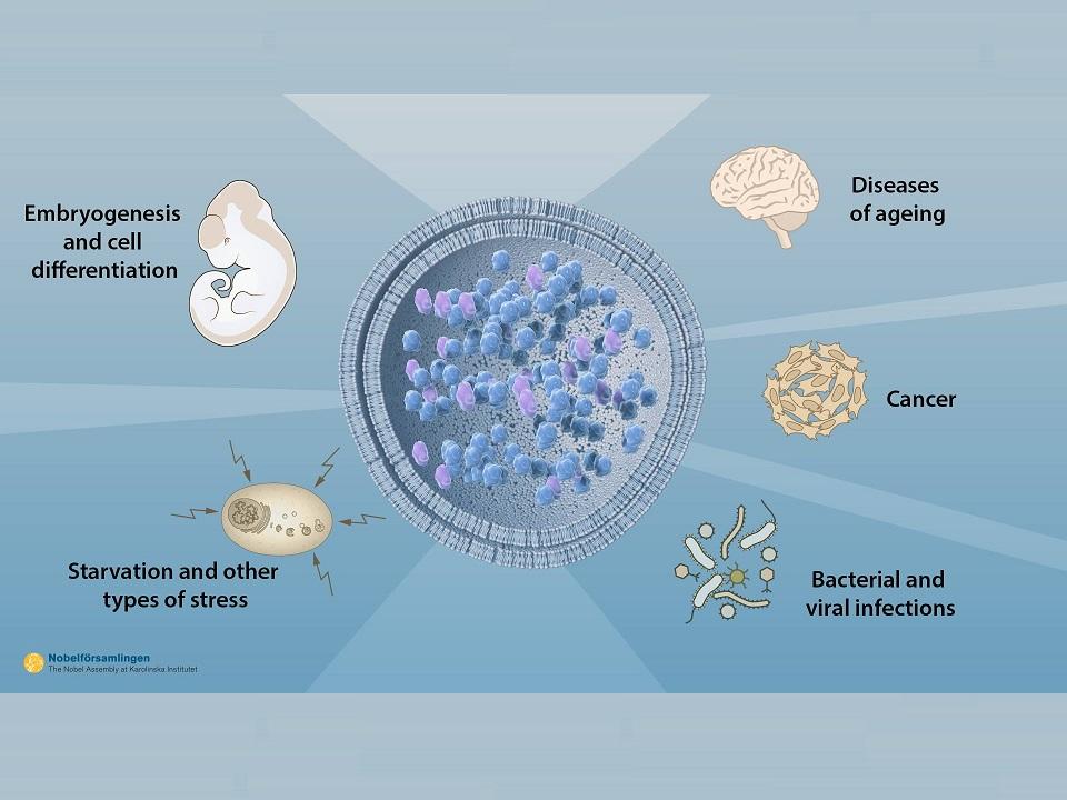 Cells’ garbage disposal may hold key to healthier life | GMA News Online