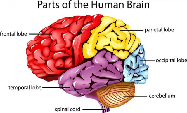 AI tool helps researchers treat child epilepsy