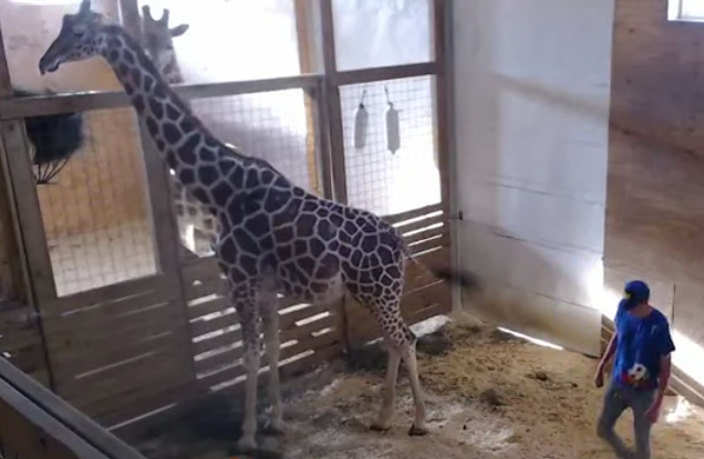 As millions watch via webcam, giraffe gives birth in New York zoo | GMA