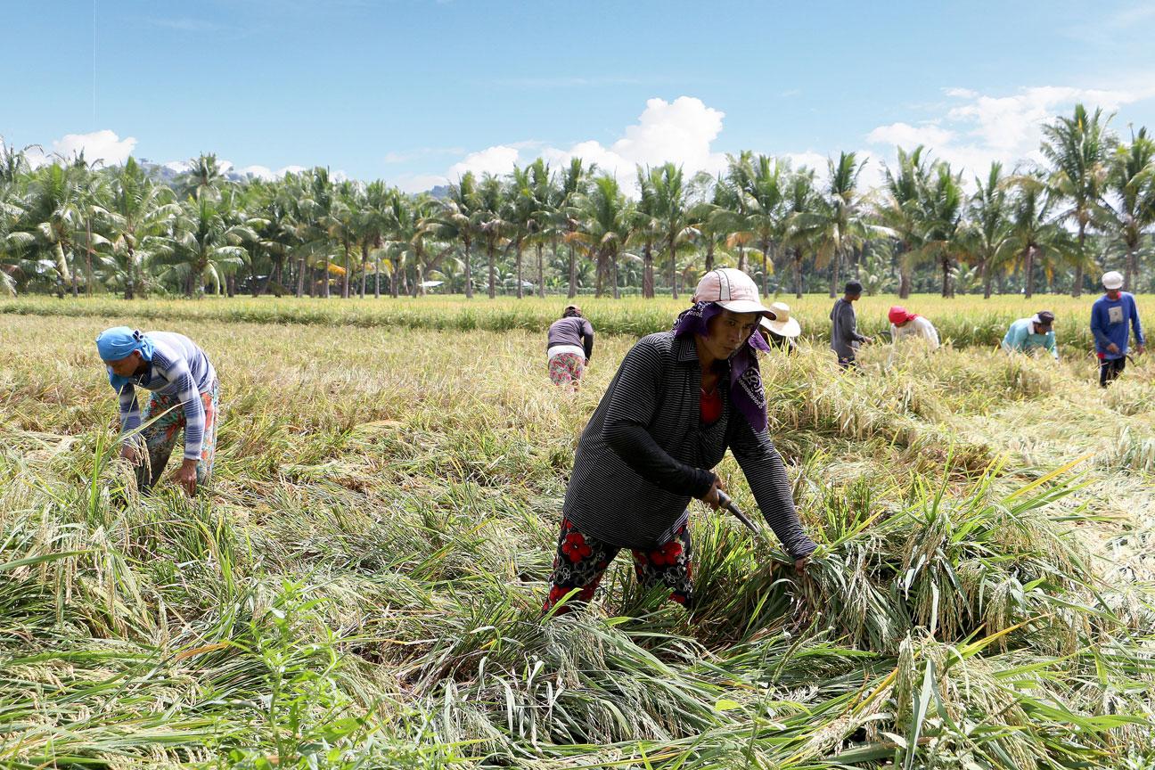 PH agriculture output up 1.9% in Q1 2025