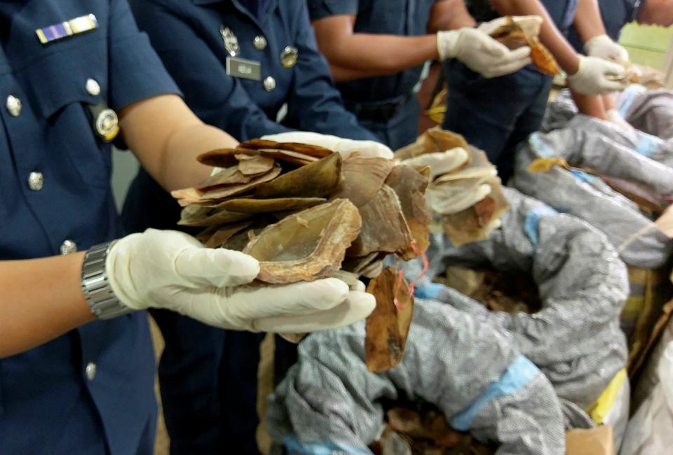 Malaysia makes record 30-ton pangolin seizure