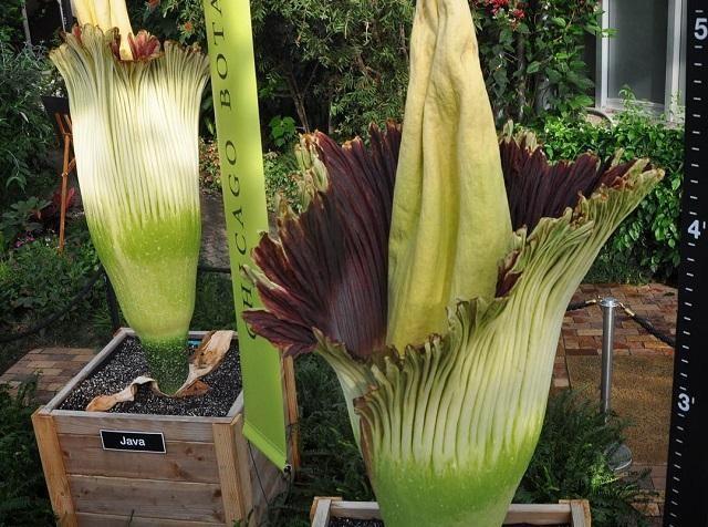 Two giant, rare corpse flowers bloom in Chicago