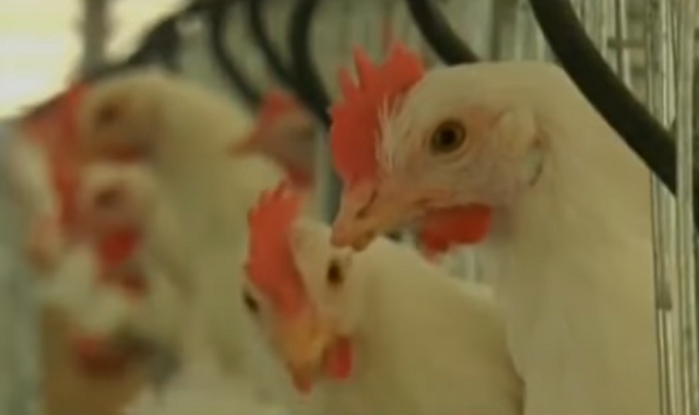 Brasil mengumumkan darurat kesehatan hewan selama 180 hari di tengah kasus flu burung pada unggas liar