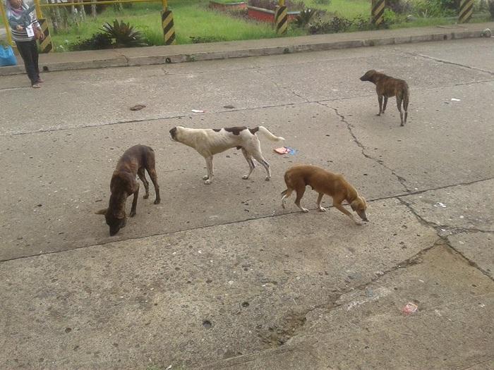 PHL students turn littered dog poo into bricks | GMA News Online