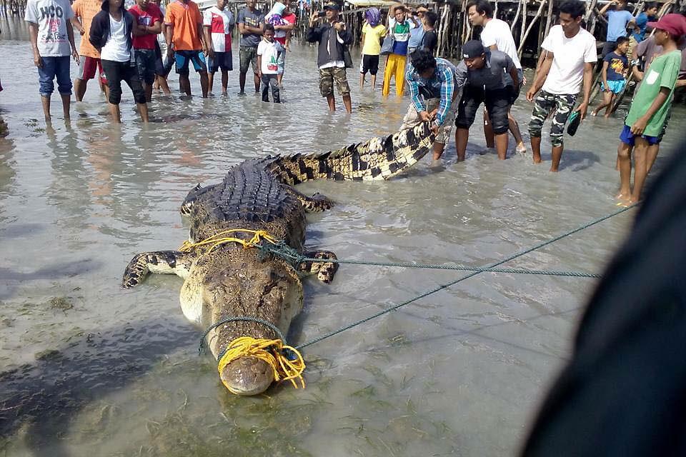 19-ft-long croc caught off Simunul coast | Photos | GMA News Online