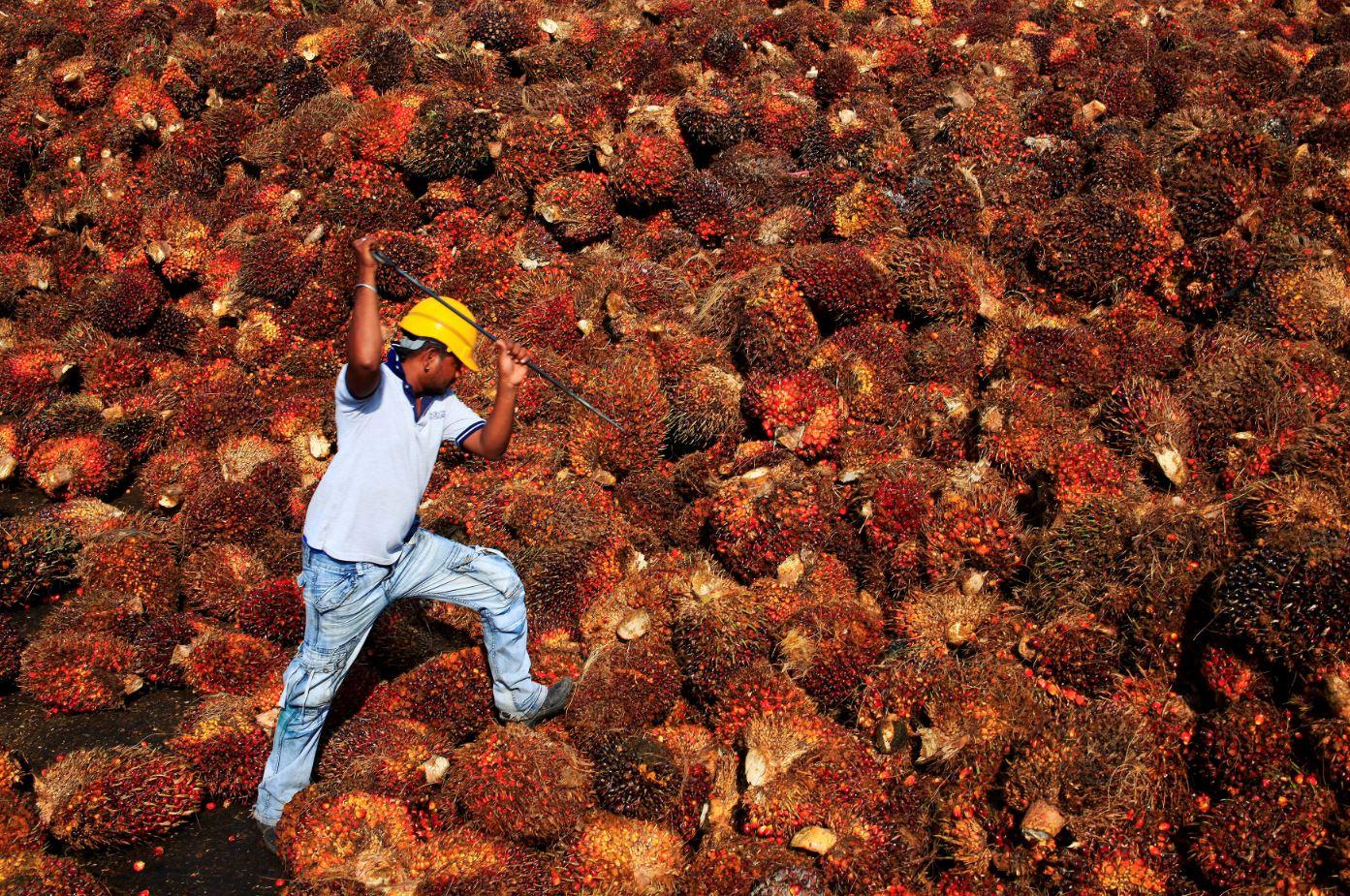 Indonesia's Indrawati says palm oil export ban will hurt other