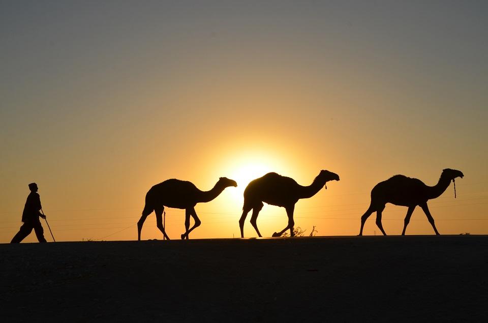 Saudi Arabia to provide passports for kingdom's beloved camels