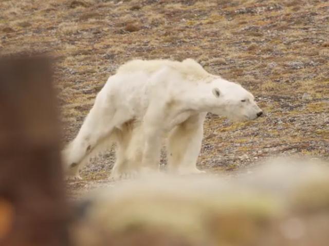 Polar bear starving to death on iceless land caught on video | GMA News ...