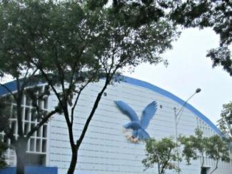 Ateneo still top PH university in Times University ranking