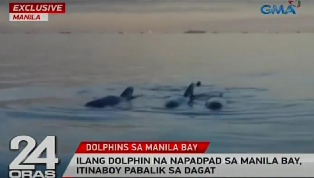 Dolphins wander into Manila Bay, driven away from trash | GMA News Online