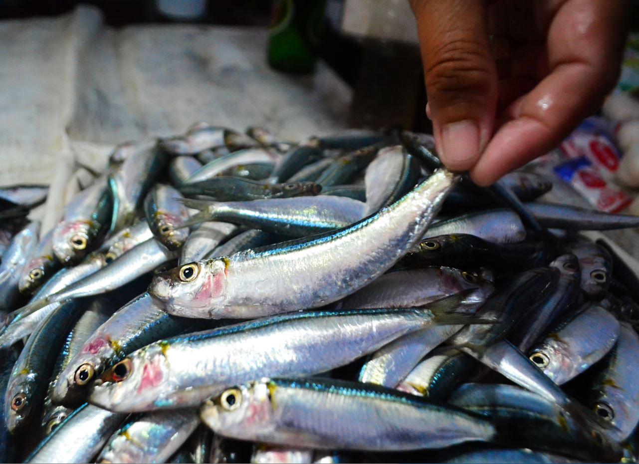 BFAR declares start of 3-month closed fishing season in Zamboanga ...