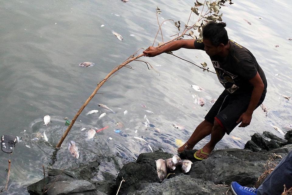 P5M worth of tilapia affected by Batangas fish kill GMA News Online