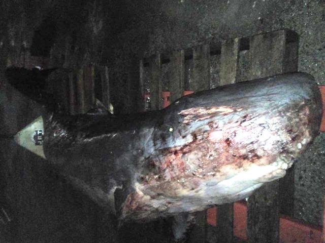 Endangered pygmy sperm whale found dead in Davao Gulf —NGO | GMA News ...