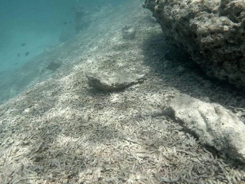China dismisses report it destroyed thousands of acres of coral reef as ‘false”