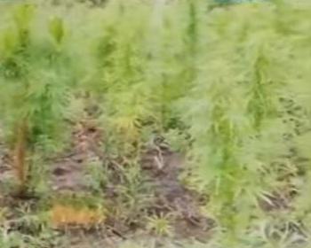 Gloria Arroyo files bill seeking to allow use of cannabis for medical purposes