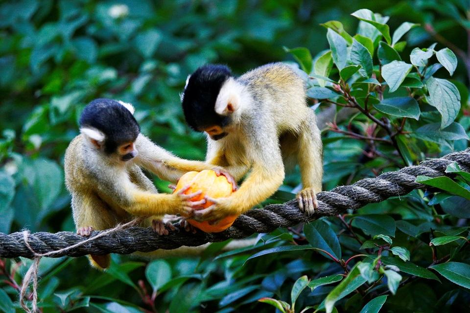 Alpha males are rare among our fellow primates - scientists