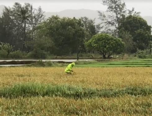 The NFA Council has increased its procurement price per kilogram of palay