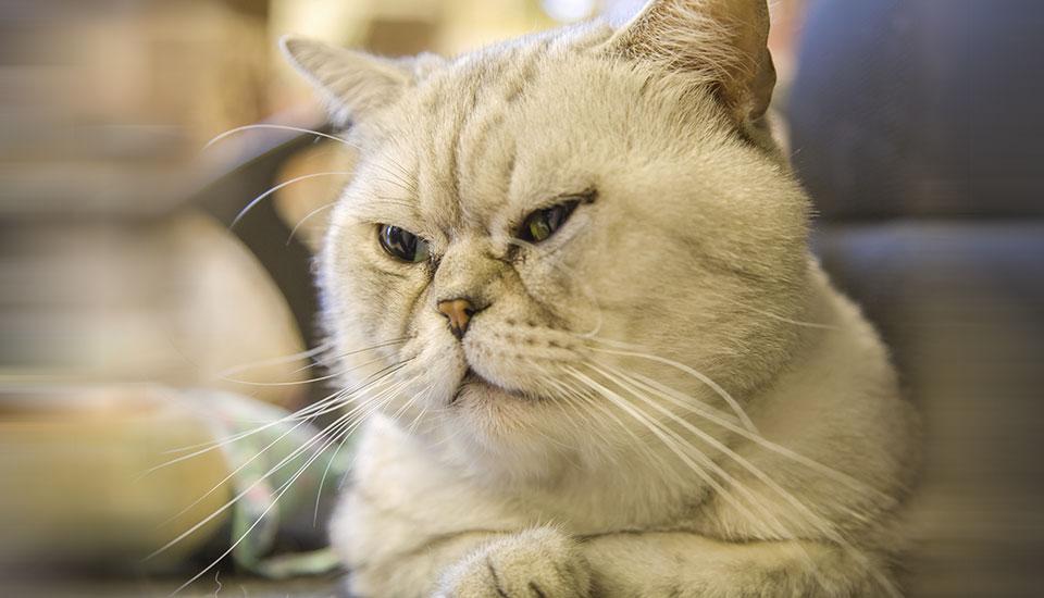 AS menyetujui pengobatan antibodi baru — untuk kucing rematik GMA News Online