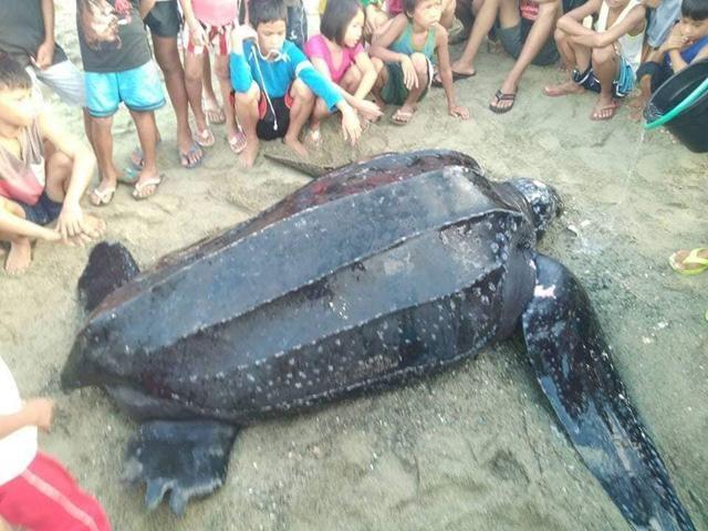 Ryan Cediño/BFAR Bicol