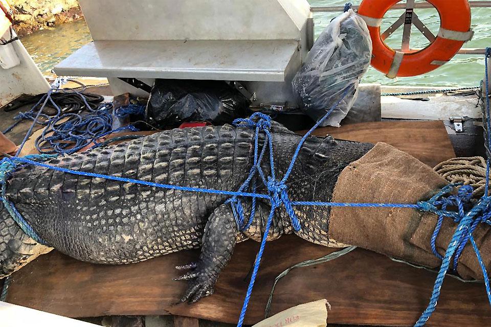 Croc believed to have eaten Palawan fisherman captured | Photos | GMA ...