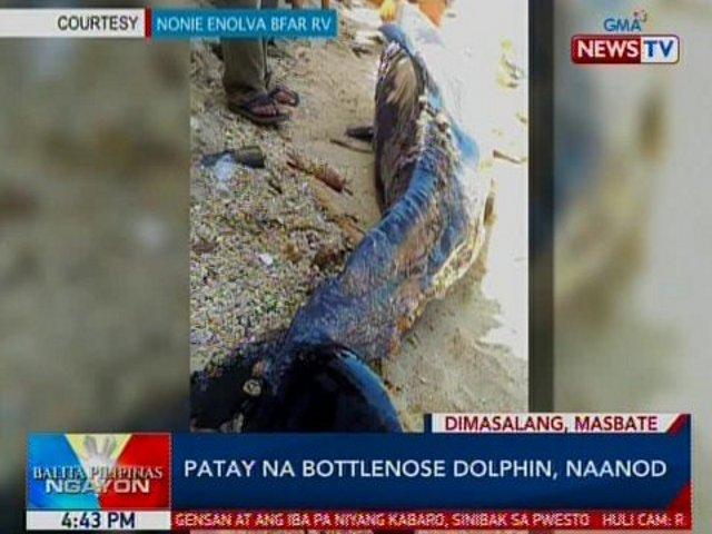 Dead dolphin found ashore in Masbate | GMA News Online