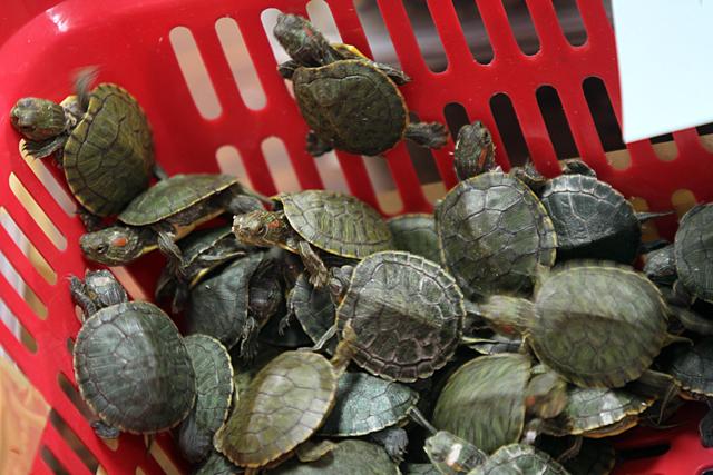 Customs-NAIA seizes 1,500 live turtles from Hong Kong | Photos | GMA ...